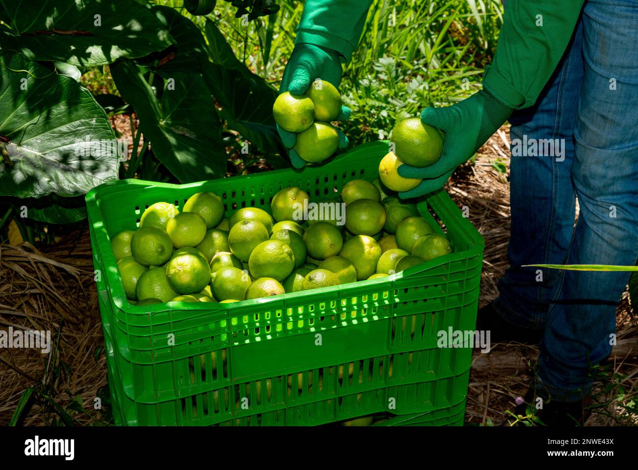 picking limes on a plantation, hand putting limes in boxes