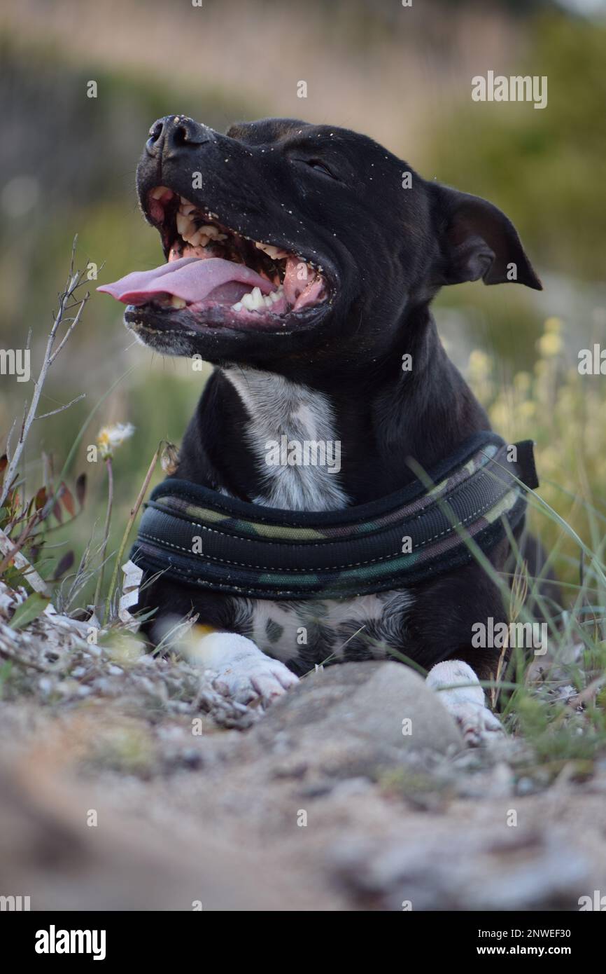 Portrait d'un chien de race Staffordshire Bullterrier noir couché sur la plage entre les plantes Stock Photo