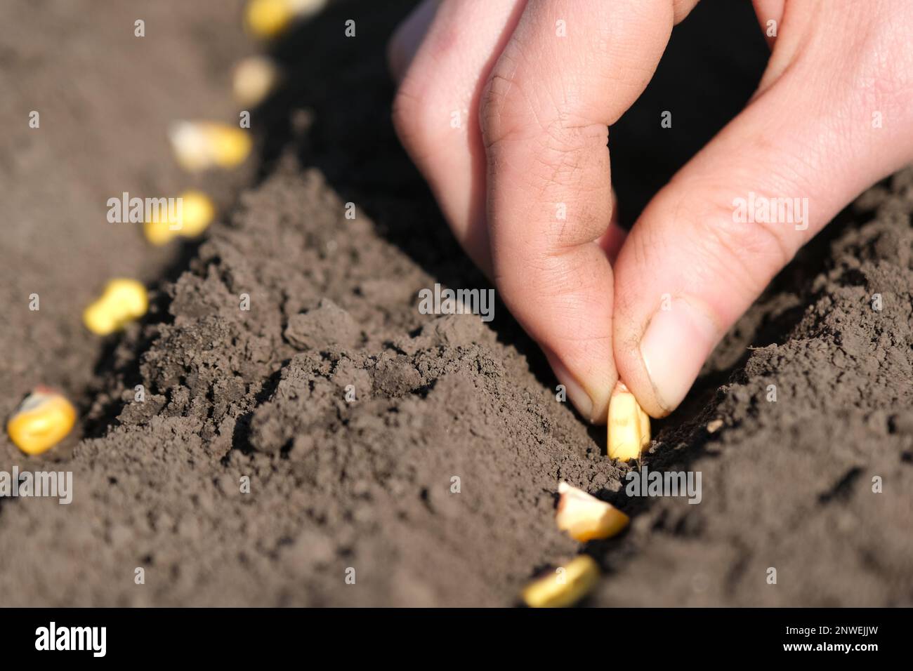 Hand planting corn seed in soil hi-res stock photography and images - Alamy