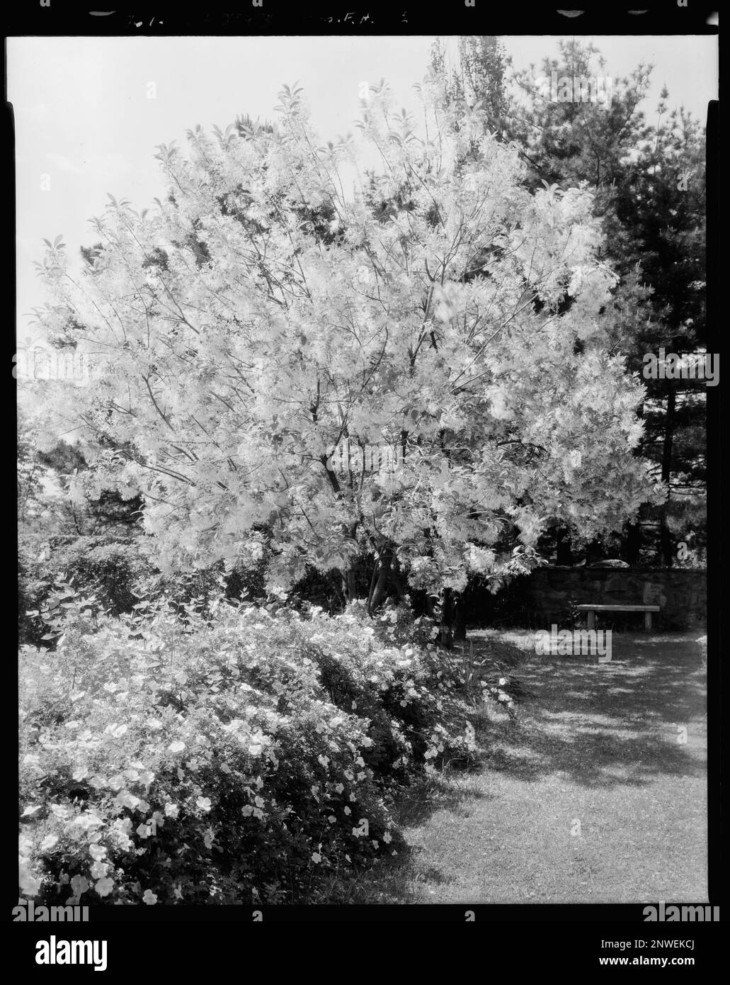 Belvoir, Warrenton, Fauquier County, Virginia. Carnegie Survey of the