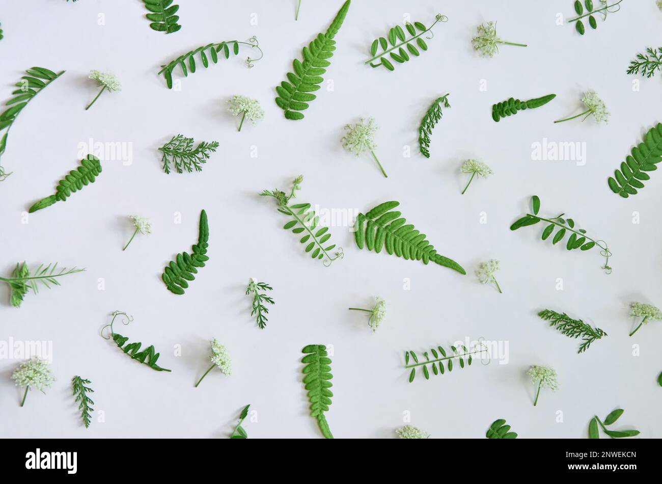 Green leaves isolated on white background pattern. Flat lay top view ...