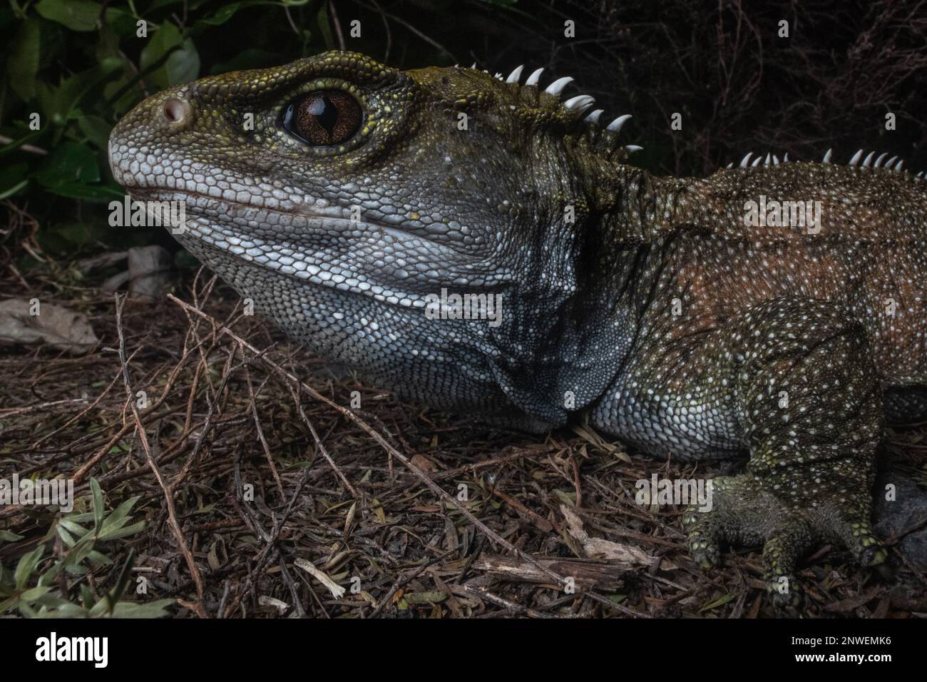 Tuatara Lizard Hi-res Stock Photography And Images - Alamy