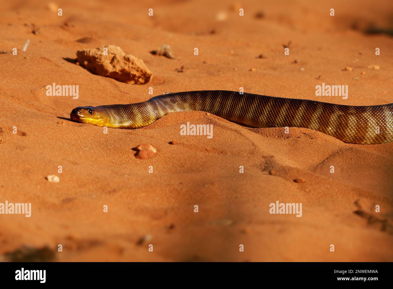 Woma python - Aspidites ramsayi also Ramsay's python, Sand python or ...