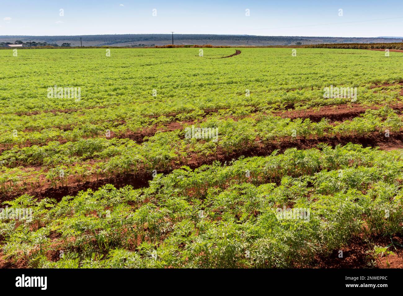 agriculture, panoramic view of carrot plantation on a sunny day with blue sky Stock Photo