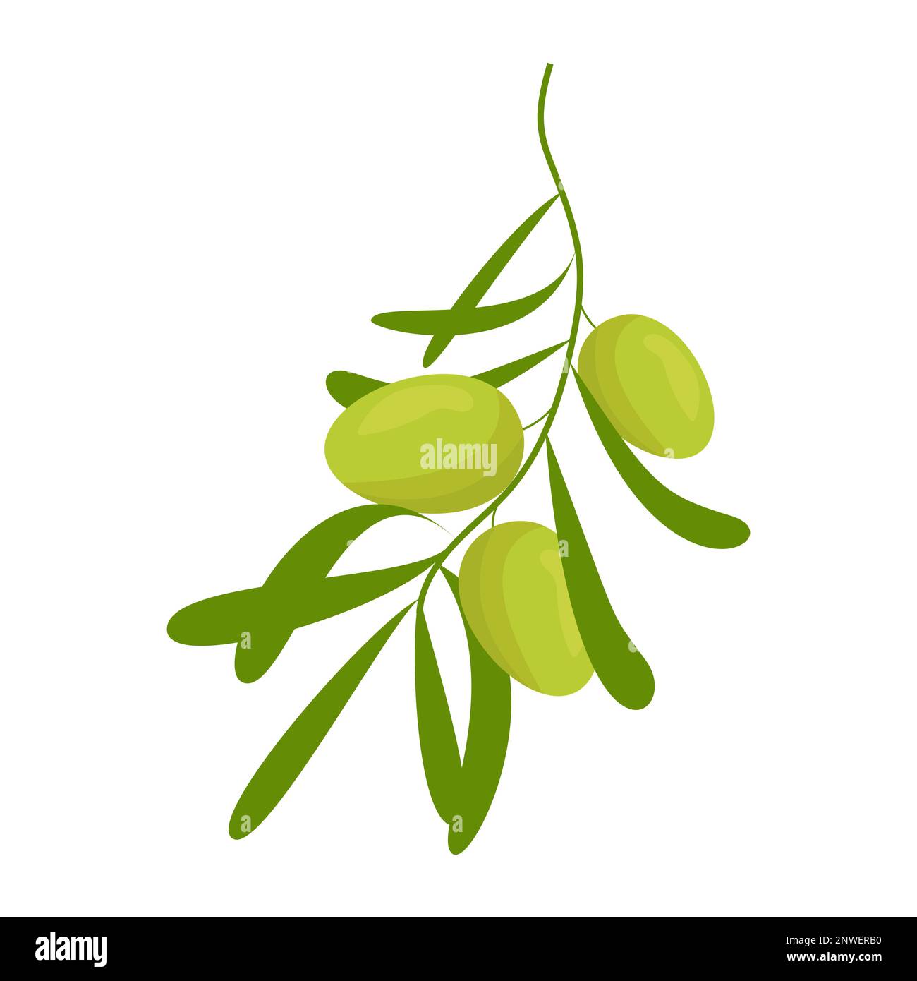 Italian olives branch green Stock Vector Images - Alamy