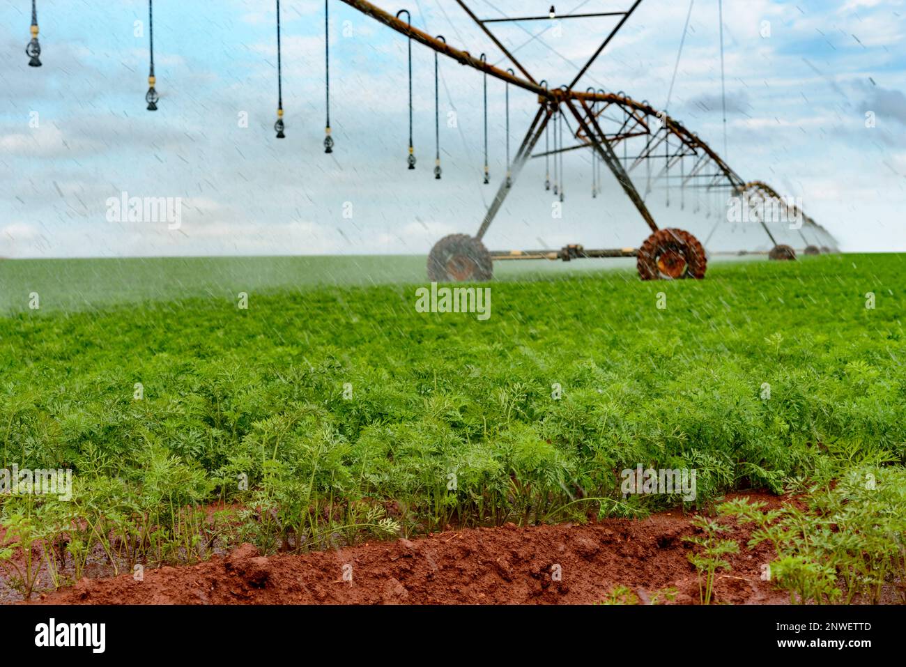 Agriculture, pivot irrigation system on carrot plantation Stock Photo