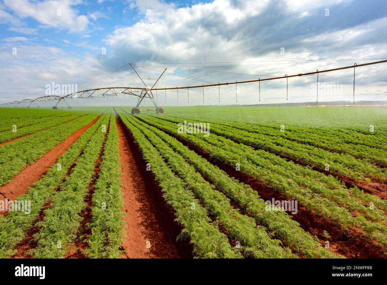 agriculture, carrot plantation with pivot irrigation system in the background Stock Photo