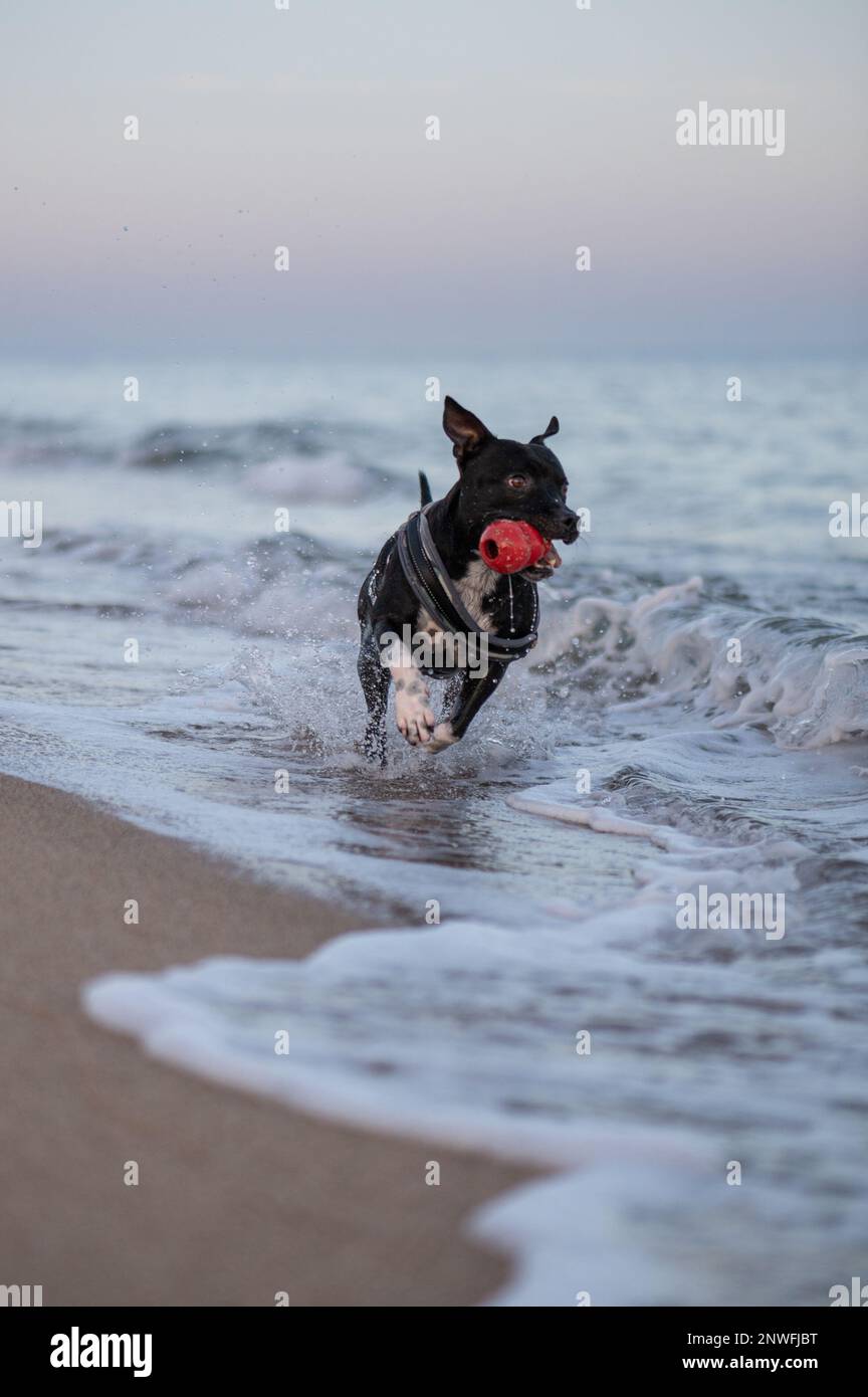 Chien de race Staffordshire Bullterrier noir qui joue sur la plage et court dans la mer Stock Photo