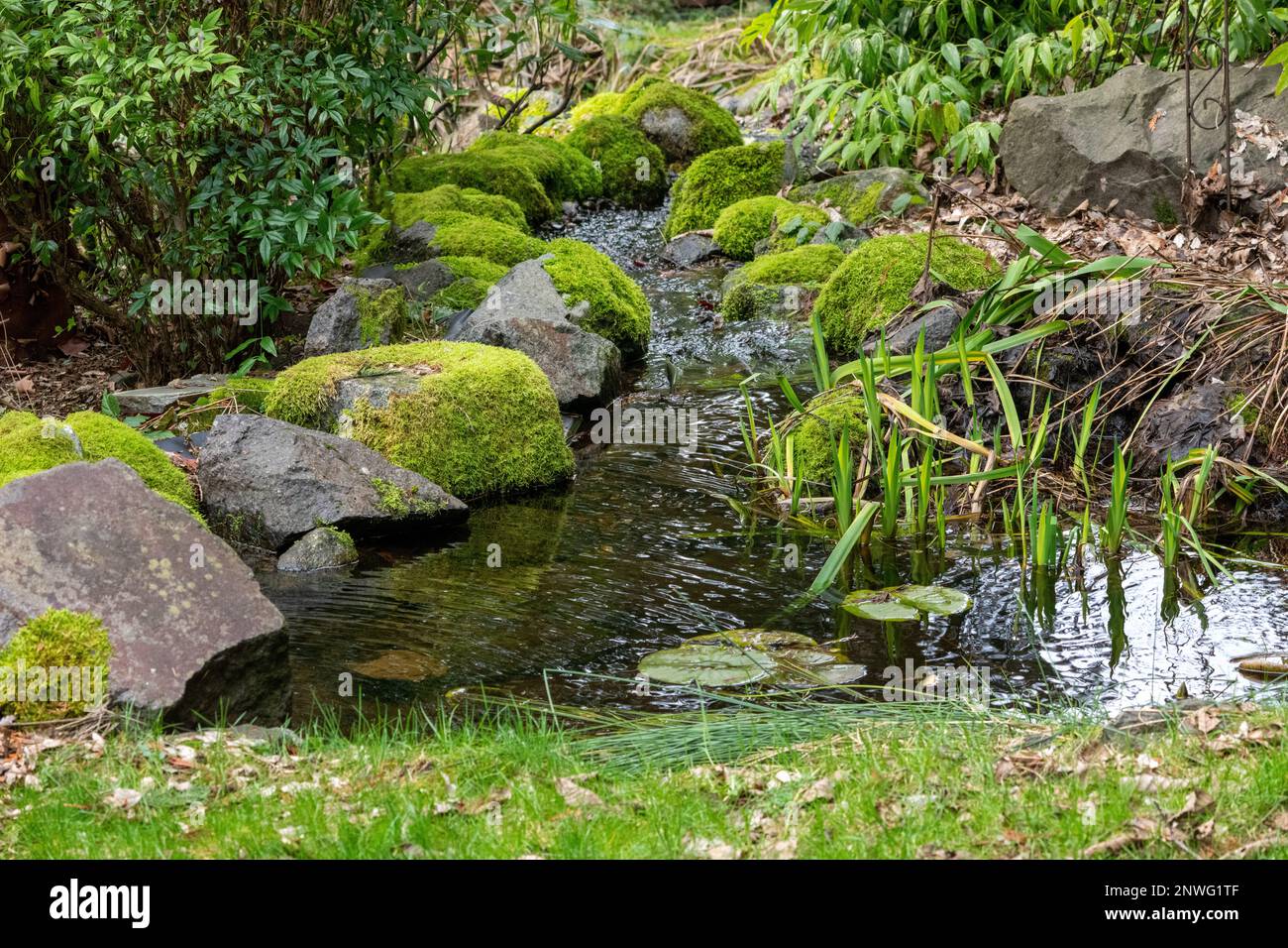 Issaquah, Washington, USA. Small backyard pond (water feature) with a