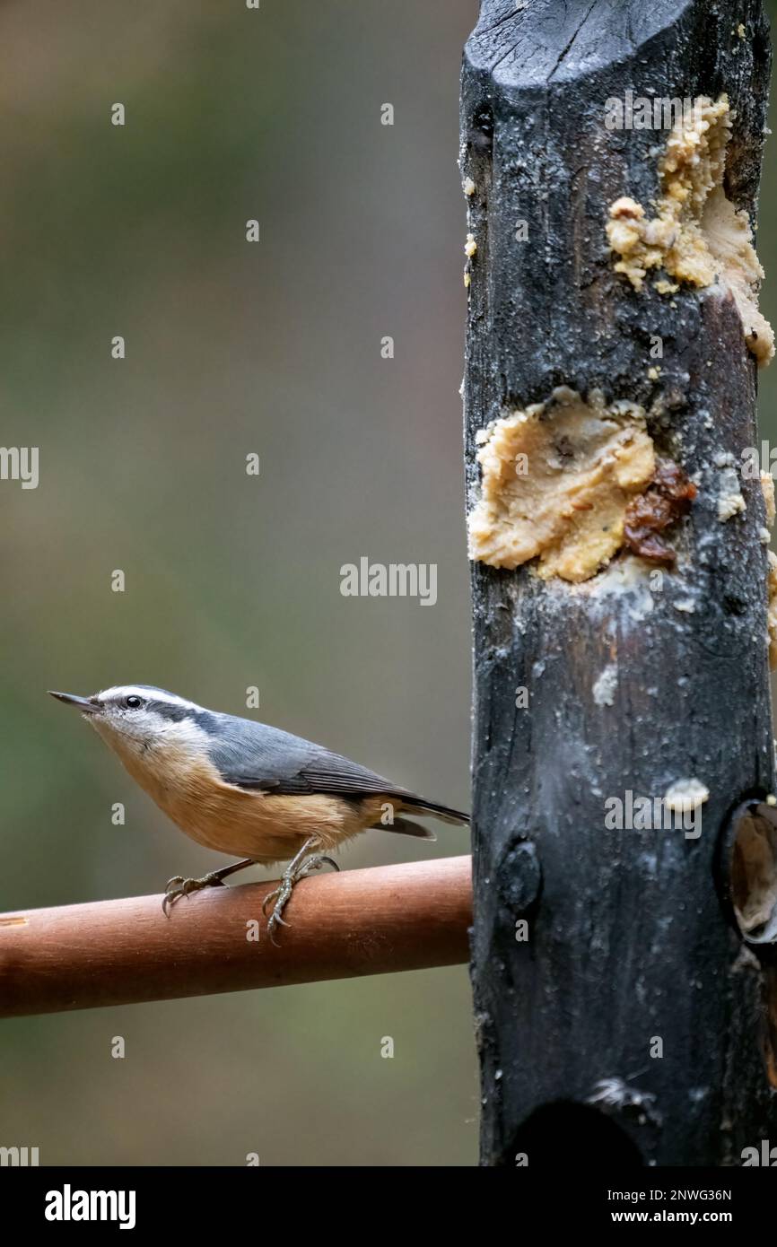 Issaquah, Washington, USA.   Red-breasted Nuthatch sitting on a wooden dowel in a log suet feeder. Stock Photo