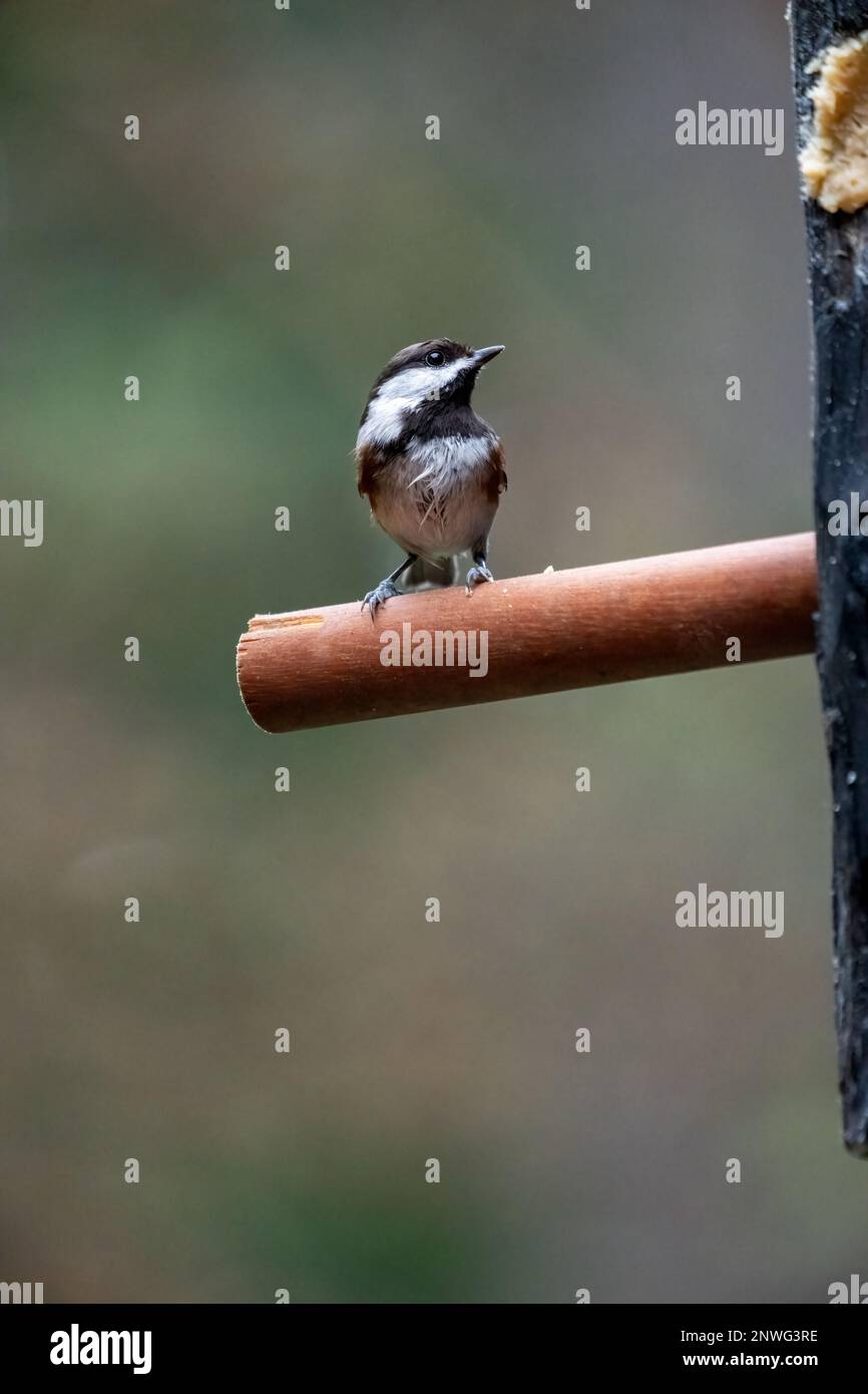 Issaquah, Washington, USA.   Chestnut-backed Chickadee resting on a wooden dowel sticking out of a log suet feeder. Stock Photo
