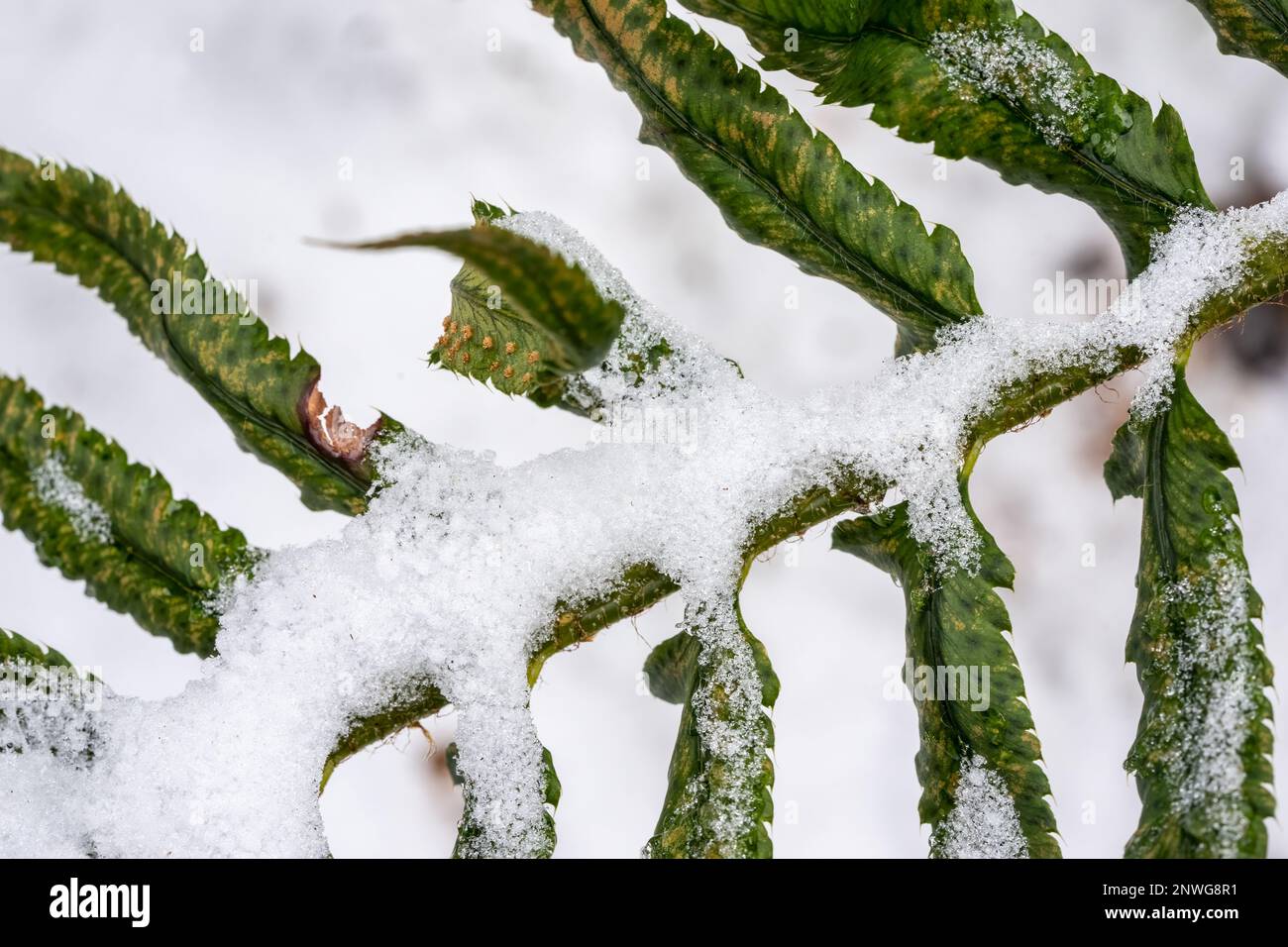 Issaquah, Washington, USA.   Western Swordfern frond in winter after a snowfall, showing some spori on the reverse side of the leaflets.. Stock Photo