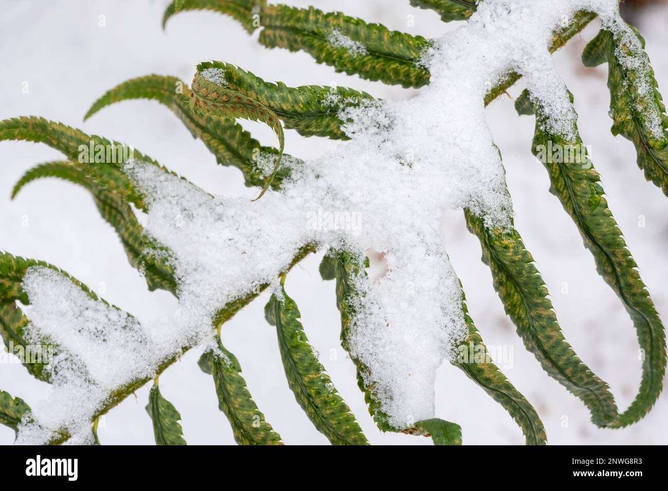 Issaquah, Washington, USA.   Western Swordfern frond in winter after a snowfall, showing some spori on the reverse side of the leaflets.. Stock Photo