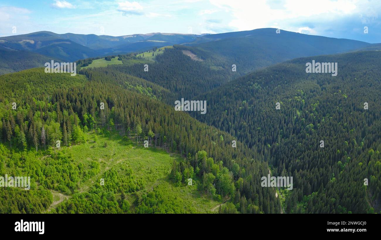 Drone view above the woodlands in Cindrel Mountains. A coniferous trees plantation is in the place of an old forest exploitation site. Stock Photo