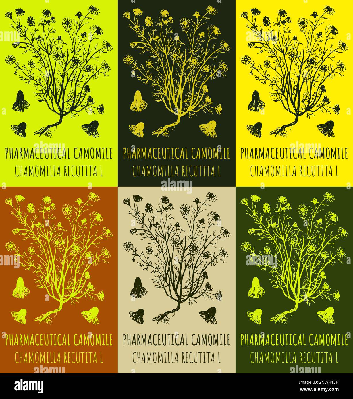 Set of drawings of PHARMACEUTICAL CAMOMILE in different colors. Hand ...