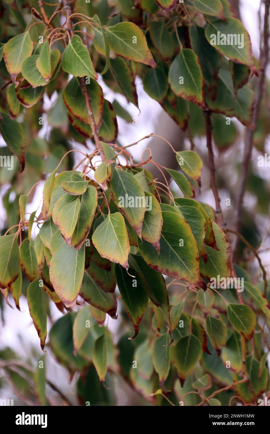 Pappelblättriger Brachychiton oder Kurrajong-Flaschenbaum (Brachychiton populneus), Gran Canaria, Spanien, San Agustin Stock Photo