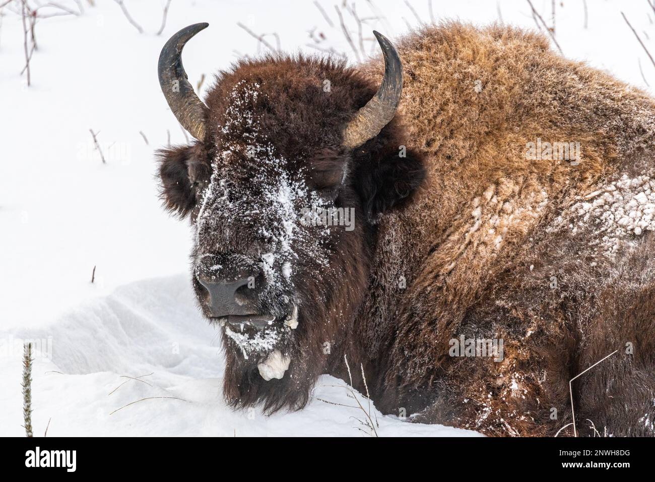 Snowy covered bison seen in winter with white snow background, horns ...