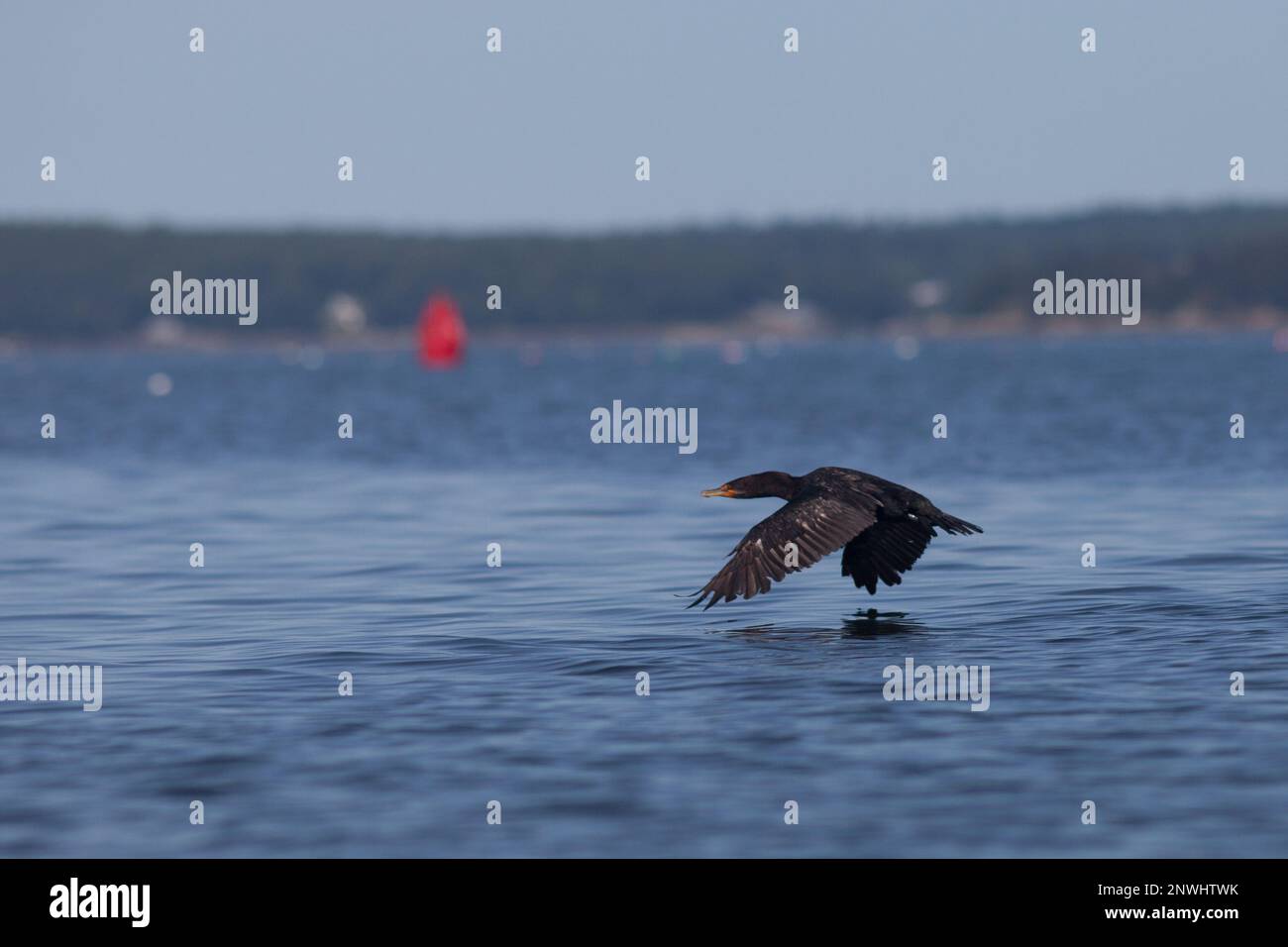 cormorant flies above the surface near Friendship, Maine Stock Photo ...