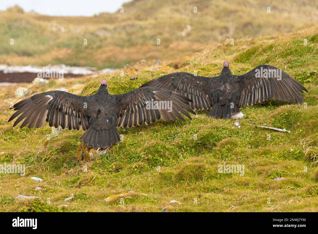Photo showing a pair of Turkey Vulture, Cathartes Aura, on the Falkland