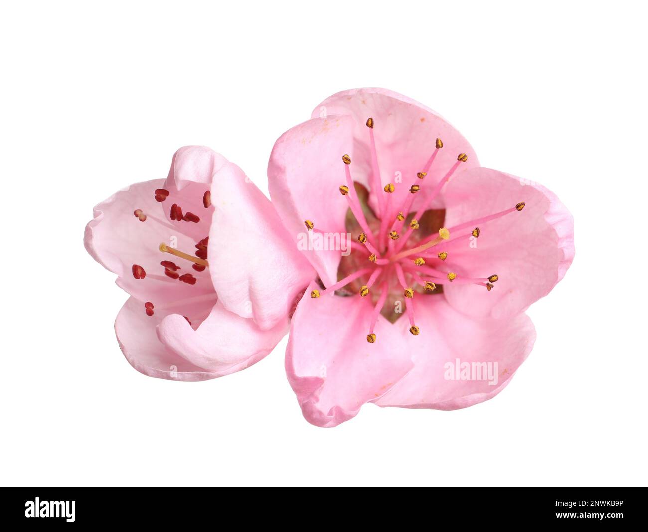 Beautiful sakura tree flowers on white background Stock Photo