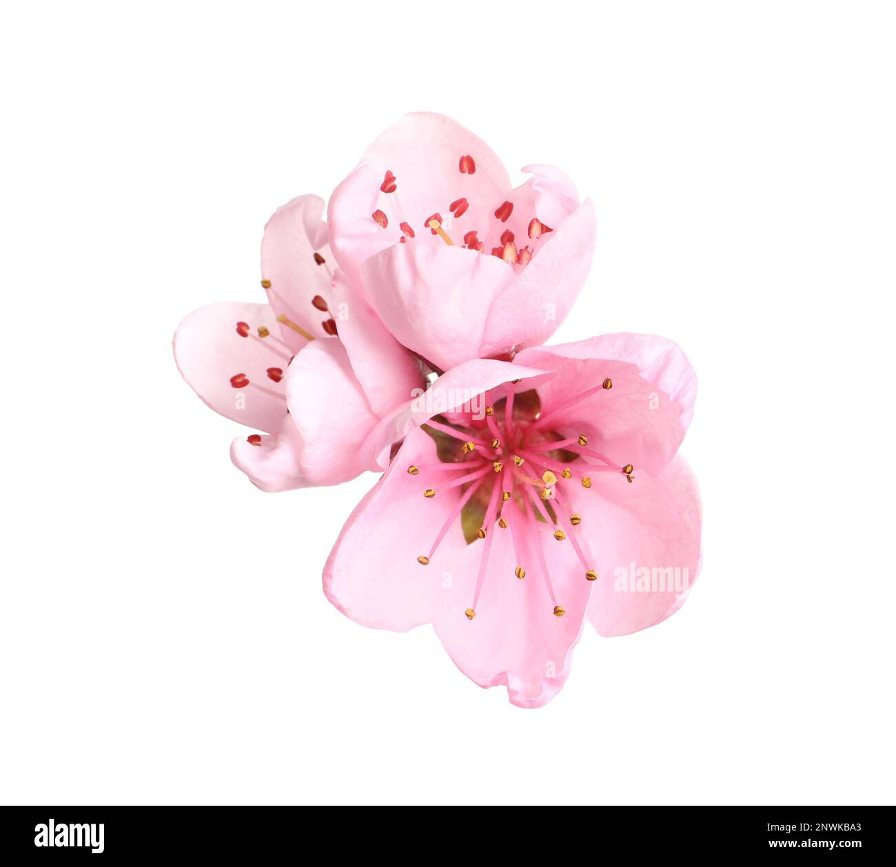 Beautiful sakura tree flowers on white background Stock Photo