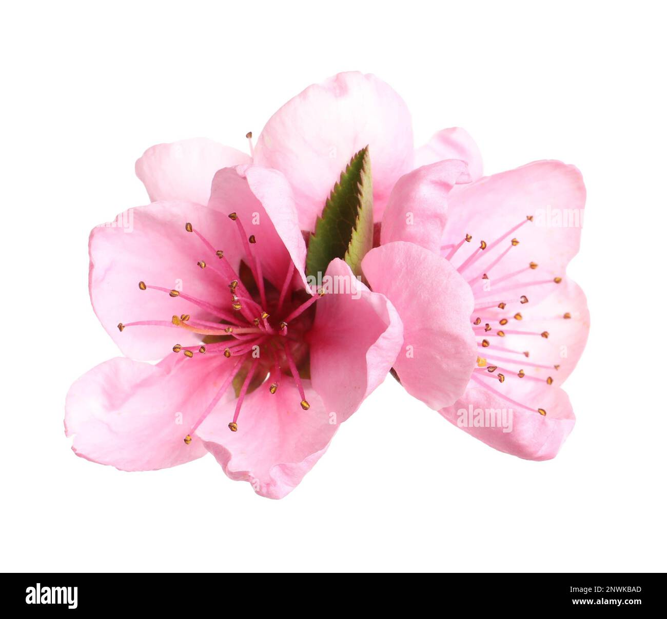 Beautiful sakura tree flowers on white background Stock Photo