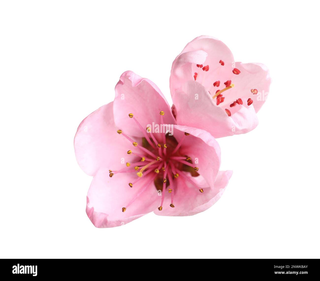 Beautiful sakura tree flowers on white background Stock Photo