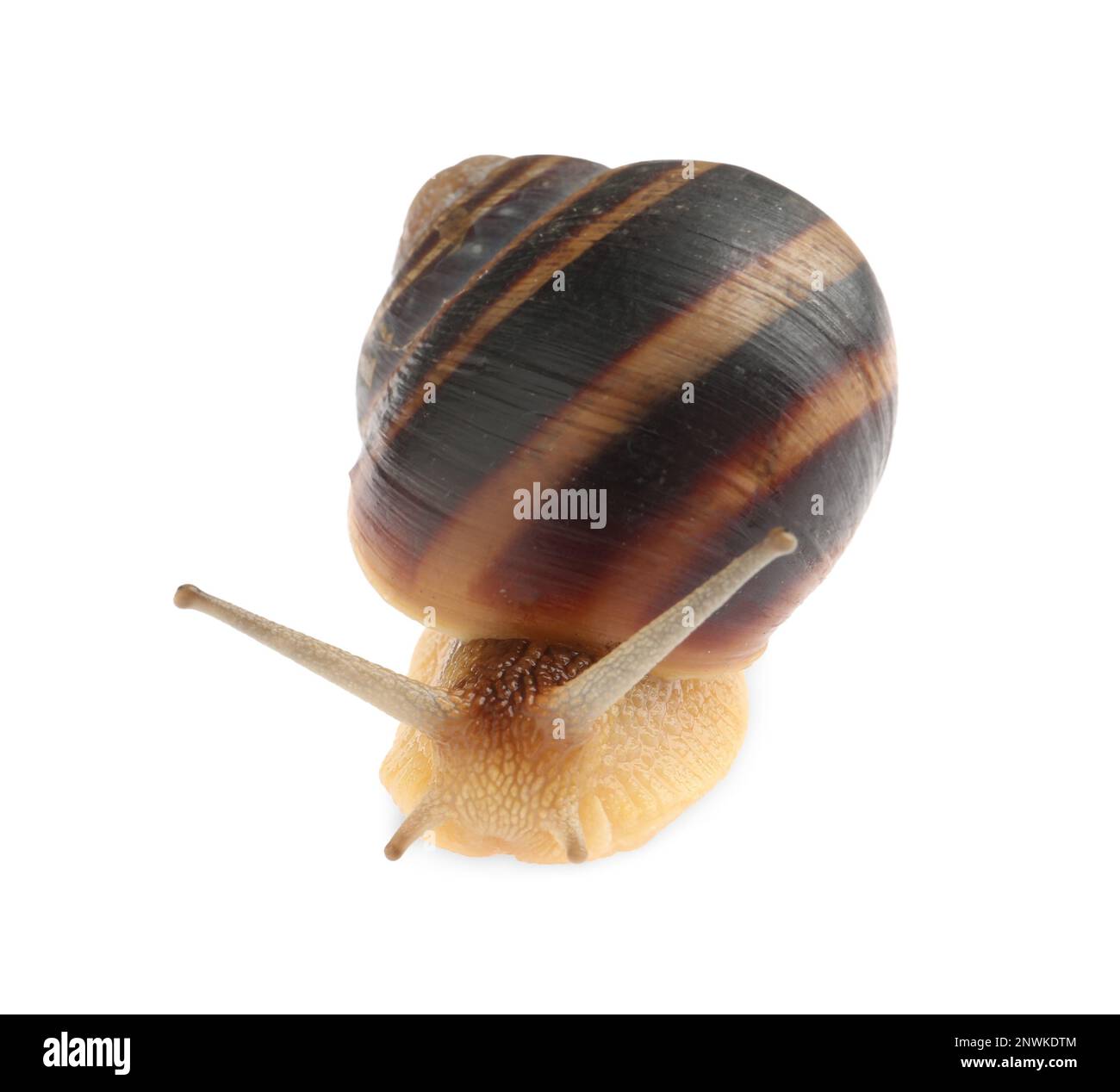 Common garden snail crawling on white background Stock Photo - Alamy