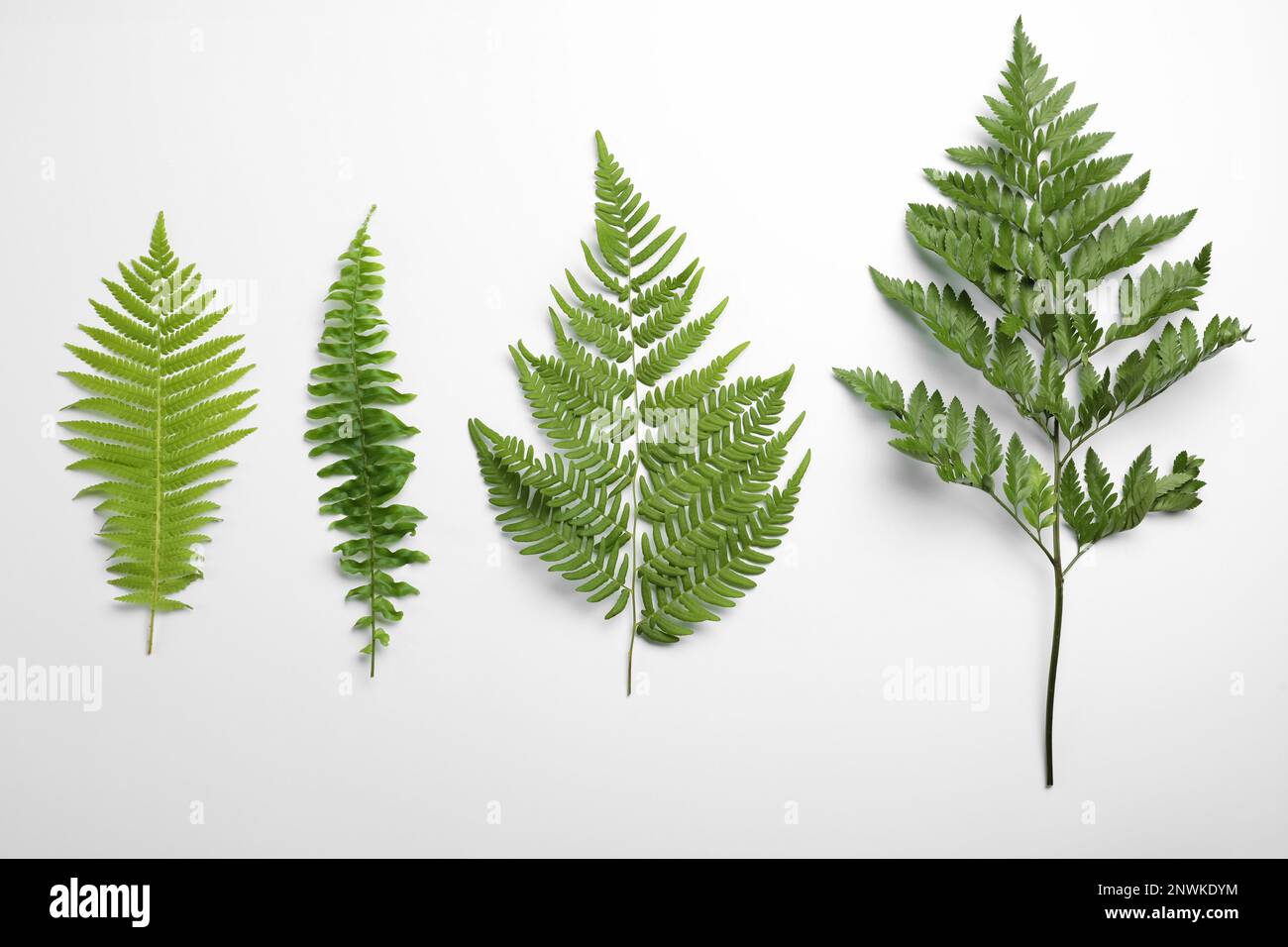 Different types of fern leaves on white background, top view Stock
