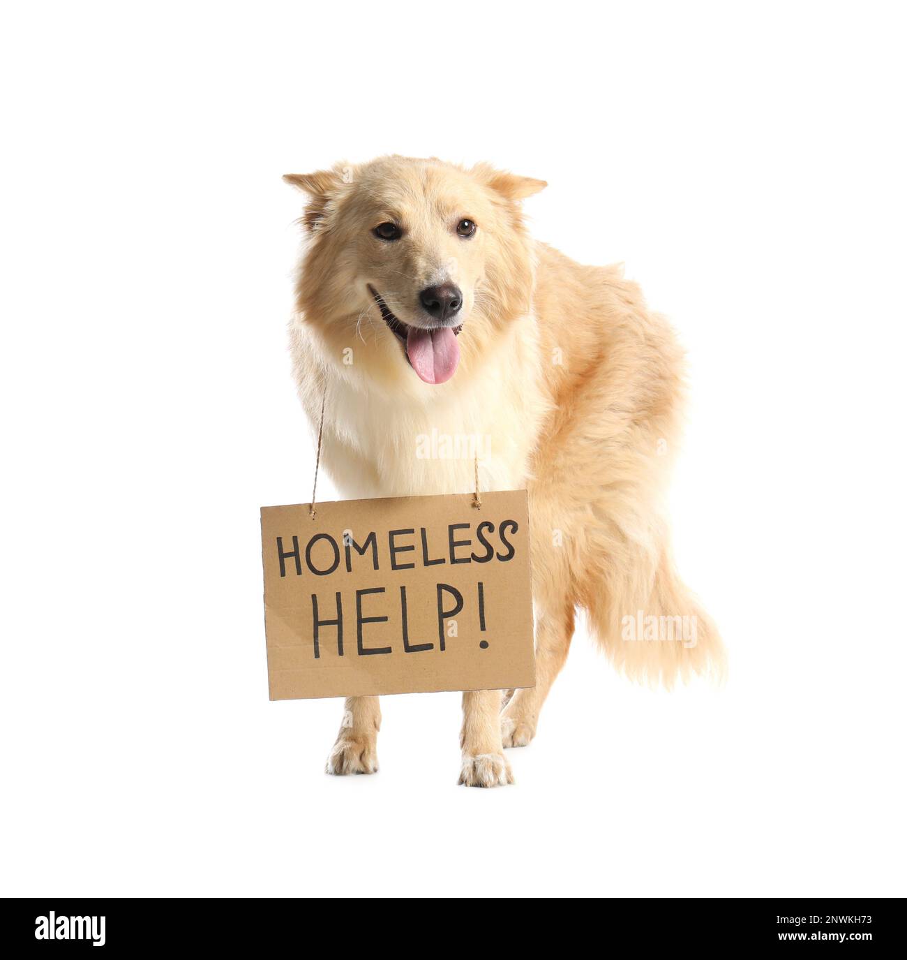 Lost dog with sign Homeless Help! on white background. Lonely pet Stock