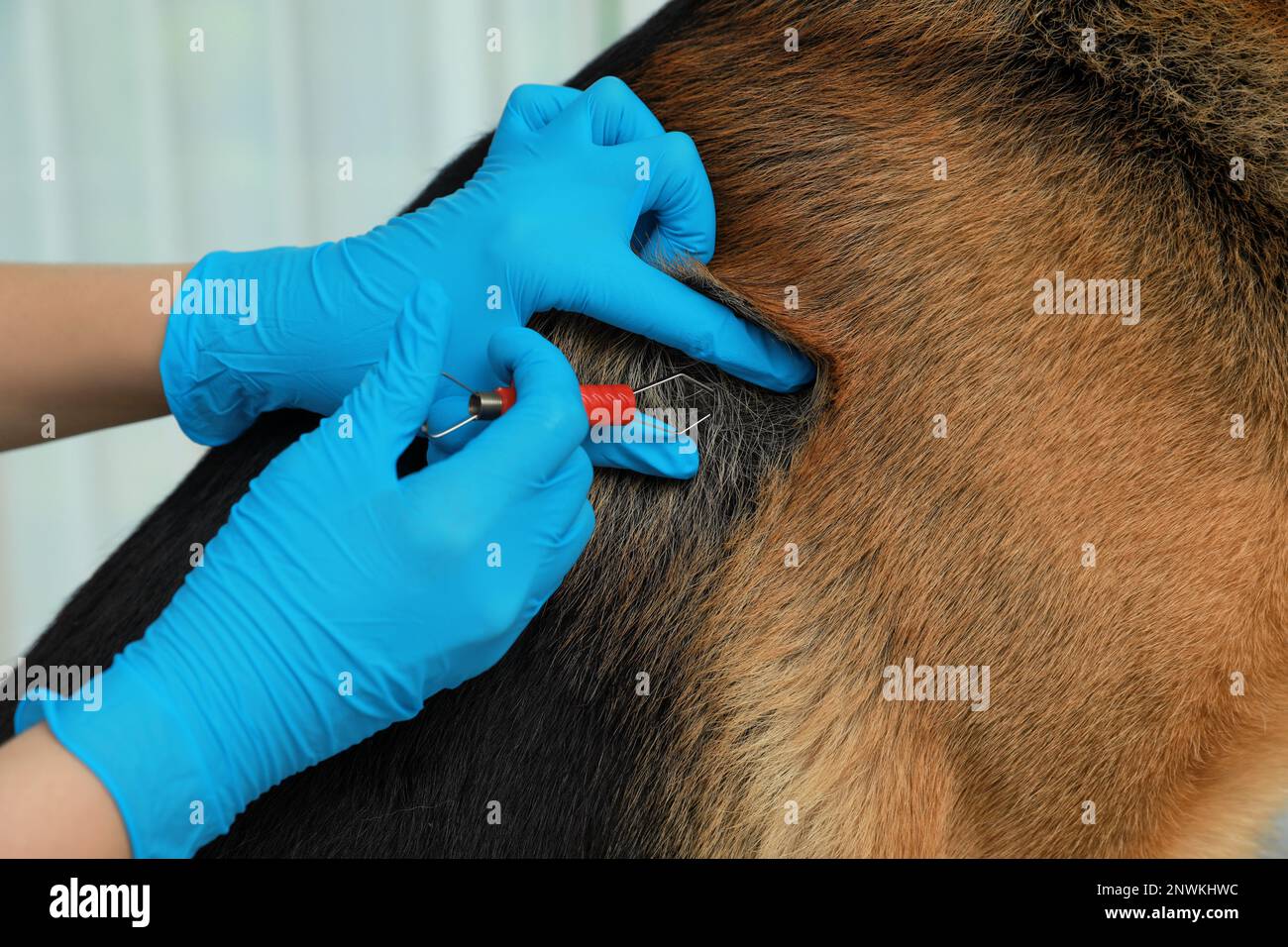 Ticks off hi-res stock photography and images - Alamy How to get dog ticks off