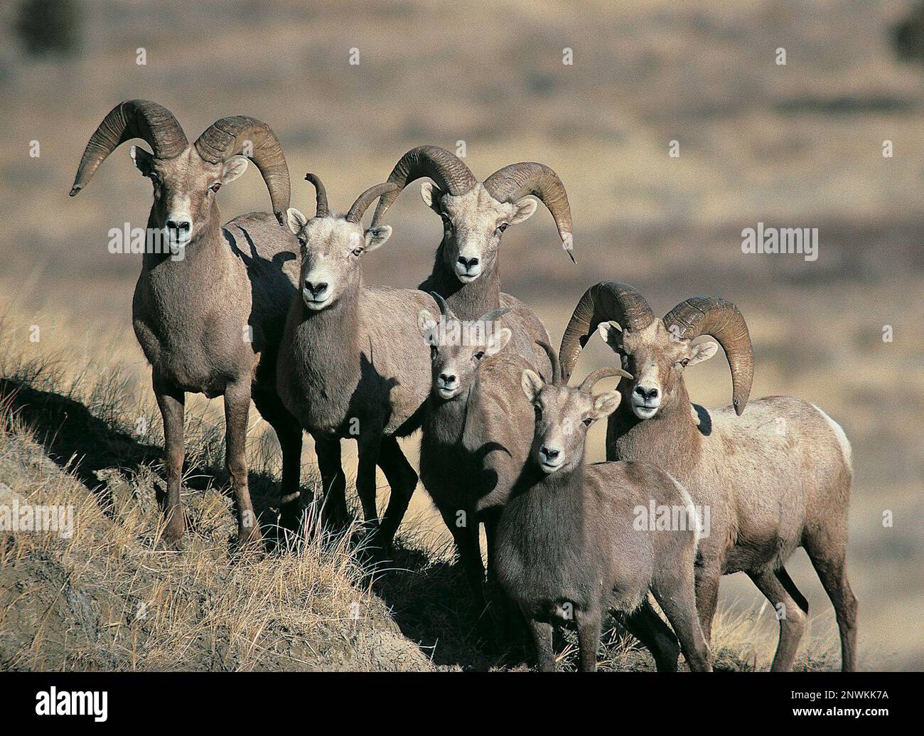 FILE This undated photo provided by the North Dakota Game and Fish