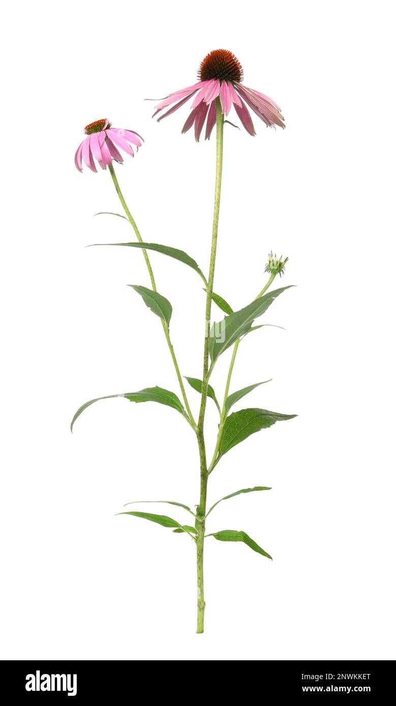 Beautiful blooming echinacea plant on white background Stock Photo - Alamy