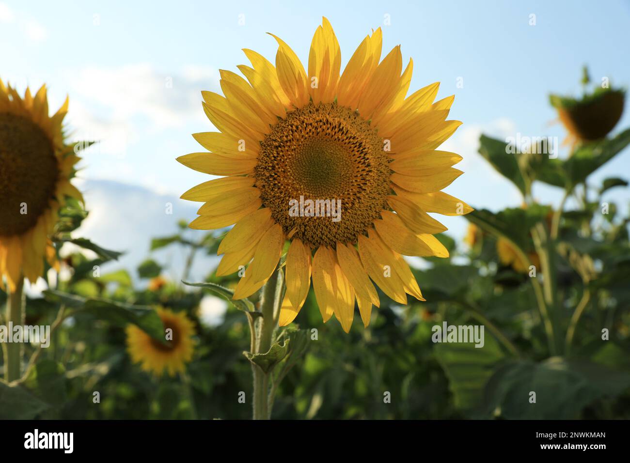 Beautiful blooming sunflower in field on summer day Stock Photo - Alamy