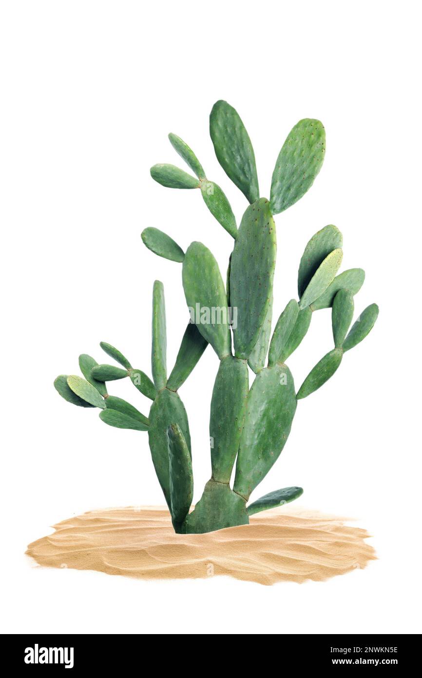 Beautiful big cactus growing in sand on white background Stock Photo