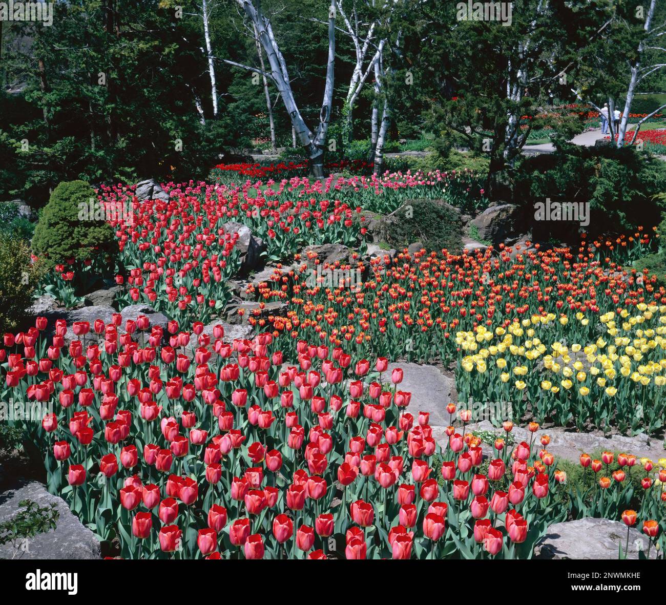 Tulip time at Royal Botanical Gardens in Hamilton, Ontario, Canada