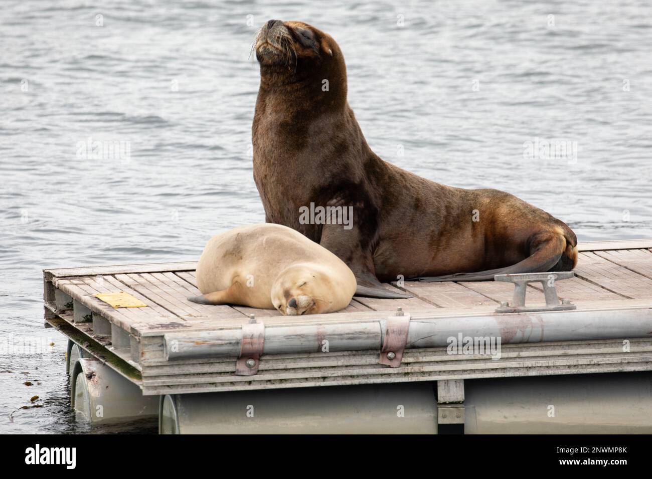 Southern Sea Lion, Otaria Flavescens, and pup. on a jetty in Stanley, Falkland Islands. Stock Photo