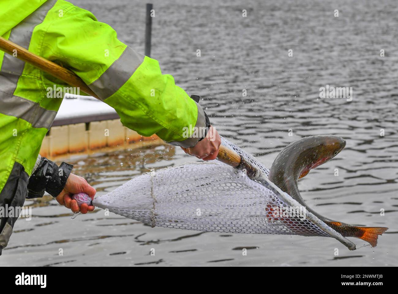 https://c8.alamy.com/comp/2NWMTJB/wyoming-united-states-28th-feb-2023-a-rainbow-trout-is-thrown-into-the-lake-throwing-them-is-not-harmful-and-makes-them-active-the-pennsylvania-fish-and-boat-commission-stocks-streams-and-lakes-for-fishing-season-they-stock-using-a-truck-with-a-tank-that-holds-fish-from-a-hatchery-hoses-nets-and-buckets-today-they-stocked-frances-slouch-state-park-with-rainbow-golden-and-regular-trout-credit-sopa-images-limitedalamy-live-news-2NWMTJB.jpg