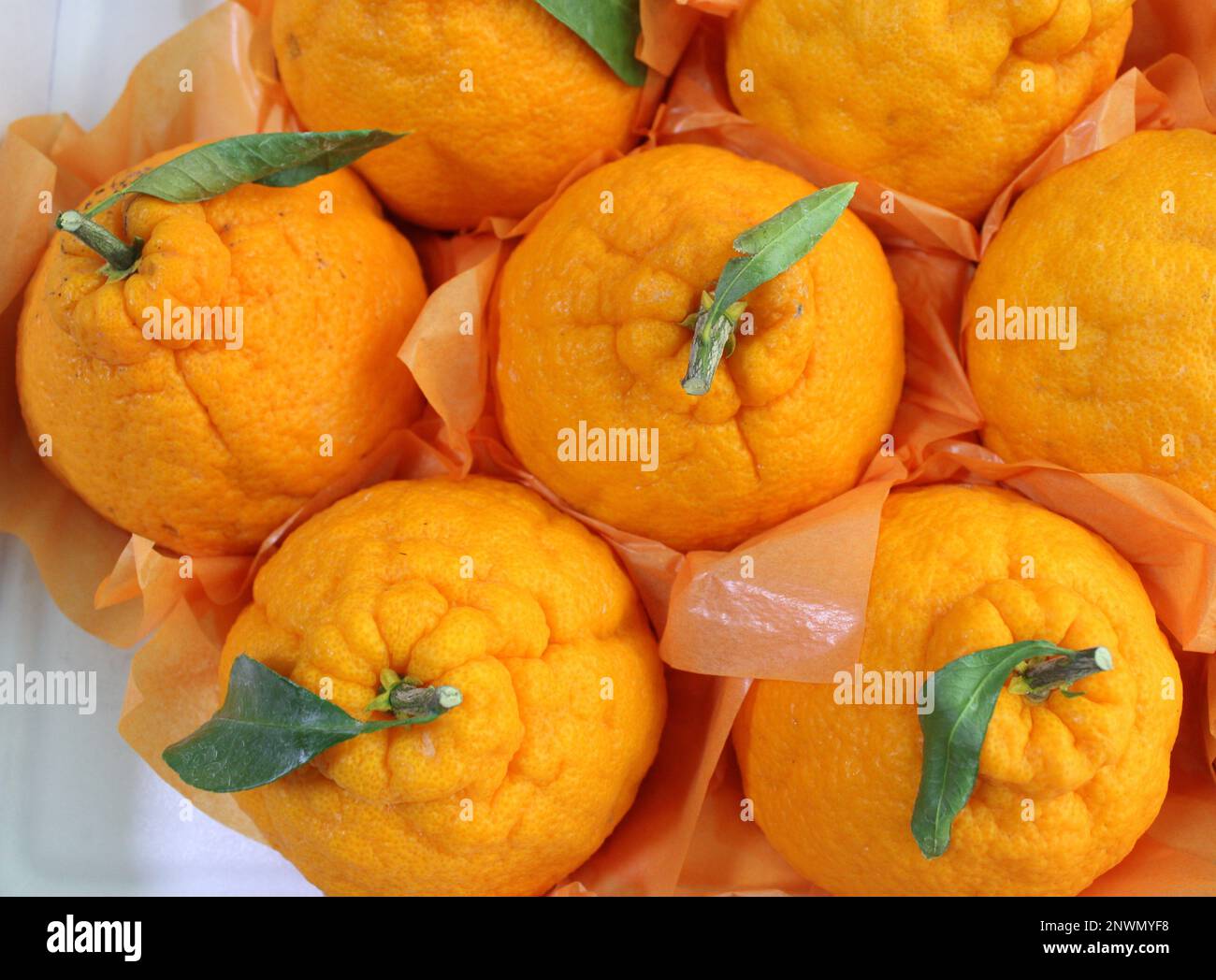 Korean Hallabong Oranges In Gift Box Stock Photo Alamy why-you-should-offer-free-gift-wrapping-on-your-ecommerce-site
