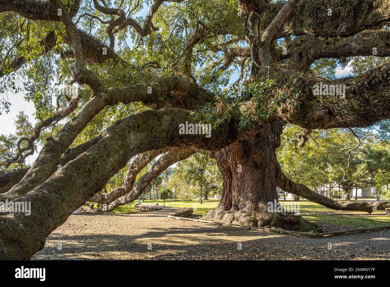 Treaty Oak, a massive and ancient Florida live oak tree at Jessie Ball duPont Park in downtown Jacksonville, Florida. (USA) Stock Photo