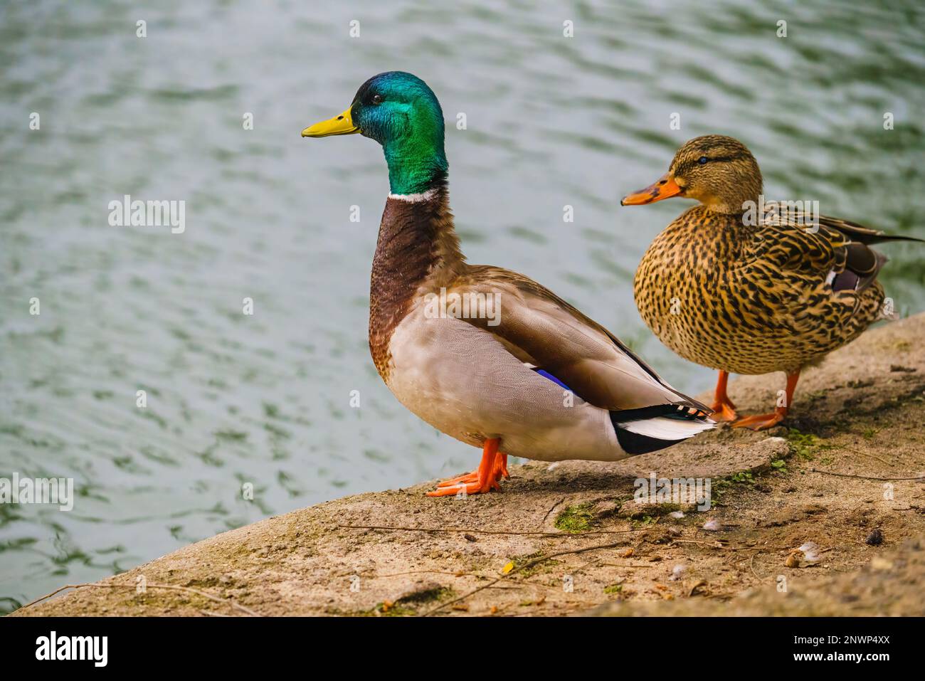Mallard ducks (Anas platyrhynchos). Close-up portraits of a male and female wild ducks standing on the beach, close to the pond, green water with sun Stock Photo