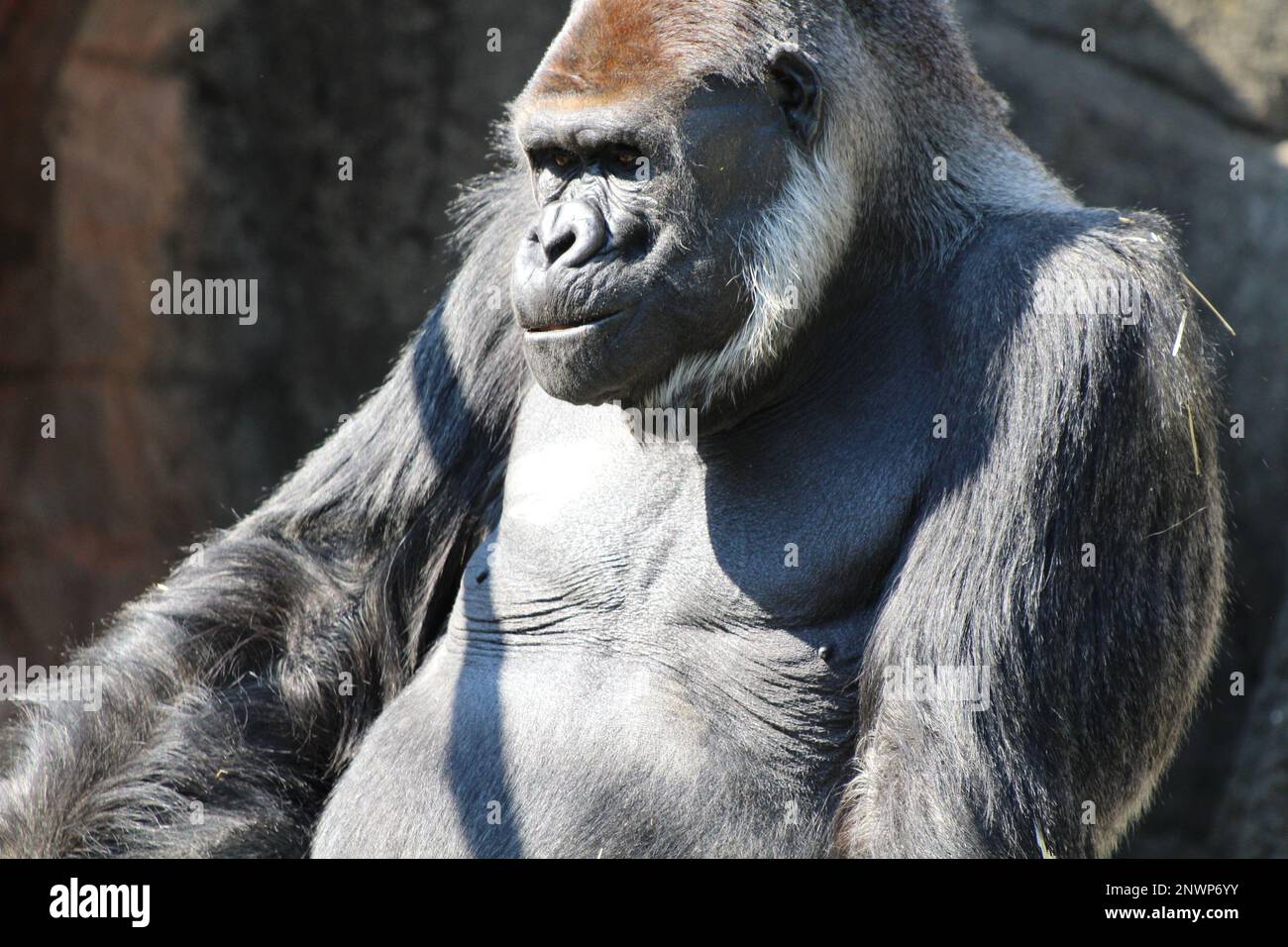 Western gorilla, a great ape Stock Photo