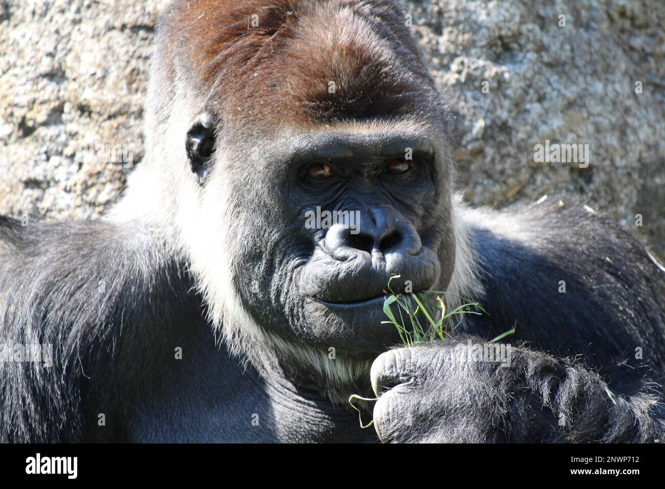 Western gorilla, a great ape Stock Photo