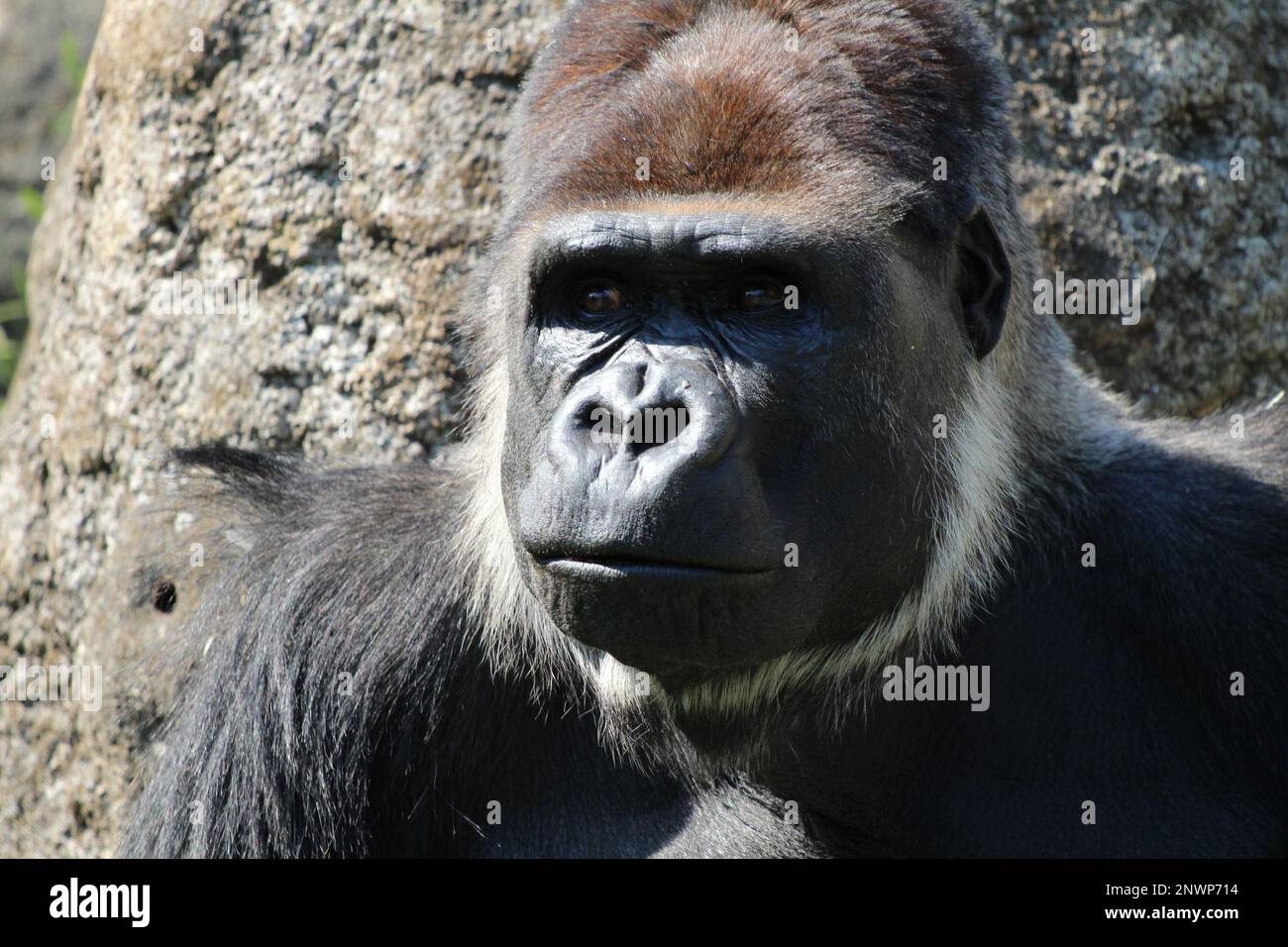 Western gorilla, a great ape Stock Photo