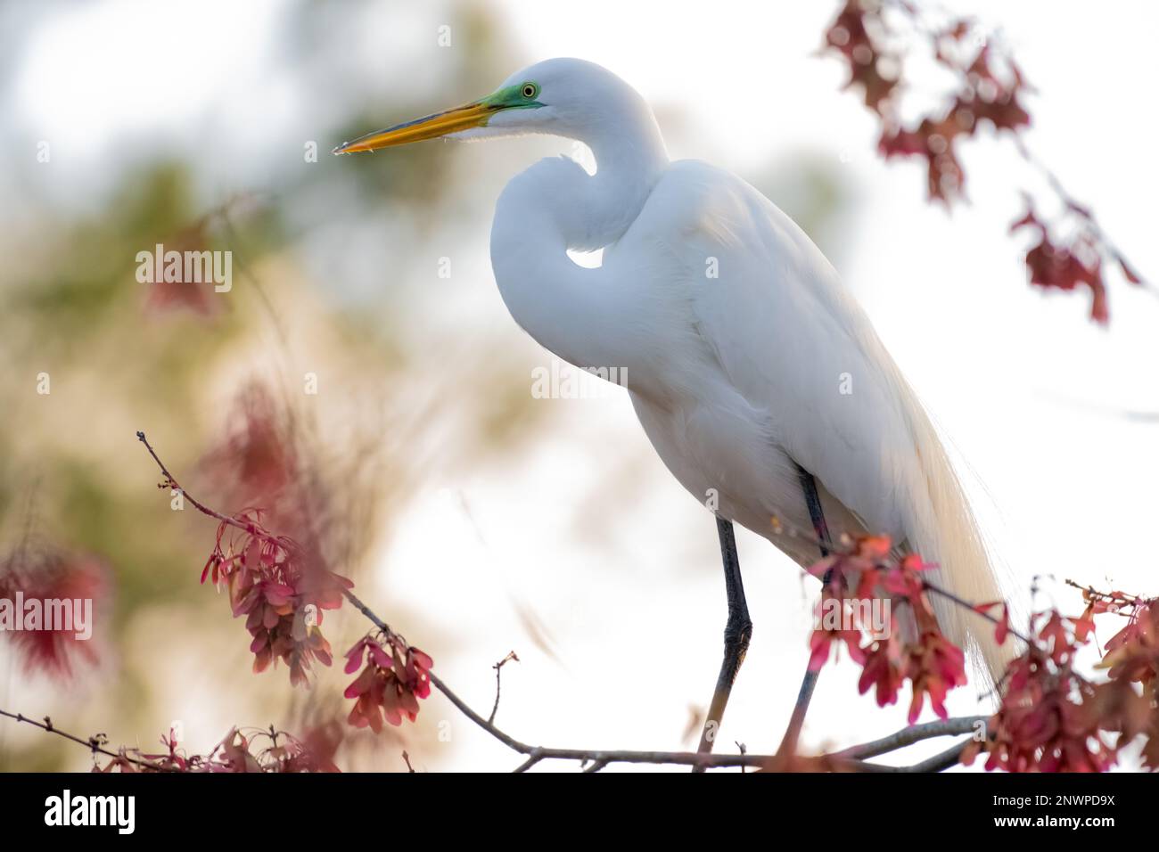 Tpc sawgrass bird hires stock photography and images Alamy