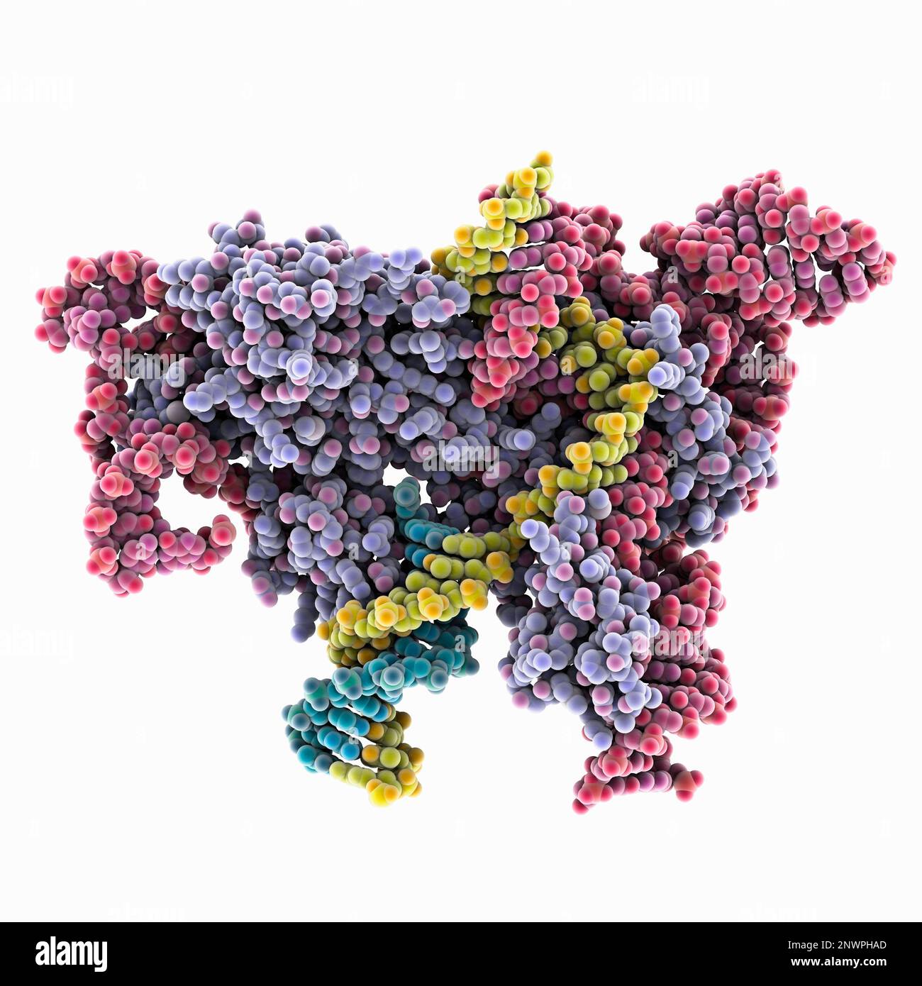 OgeuIscB-OMEGA RNA-target DNA complex, illustration Stock Photo - Alamy