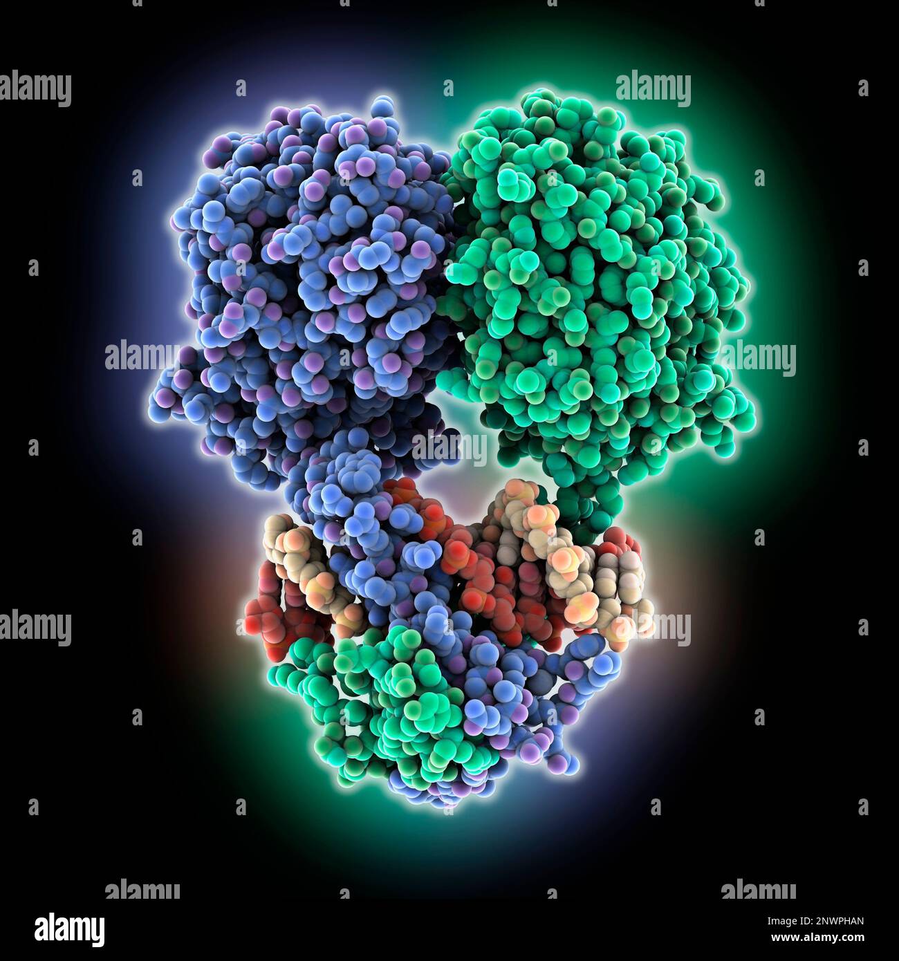 Transcription factor BIL1/BZR1 complex, illustration Stock Photo - Alamy
