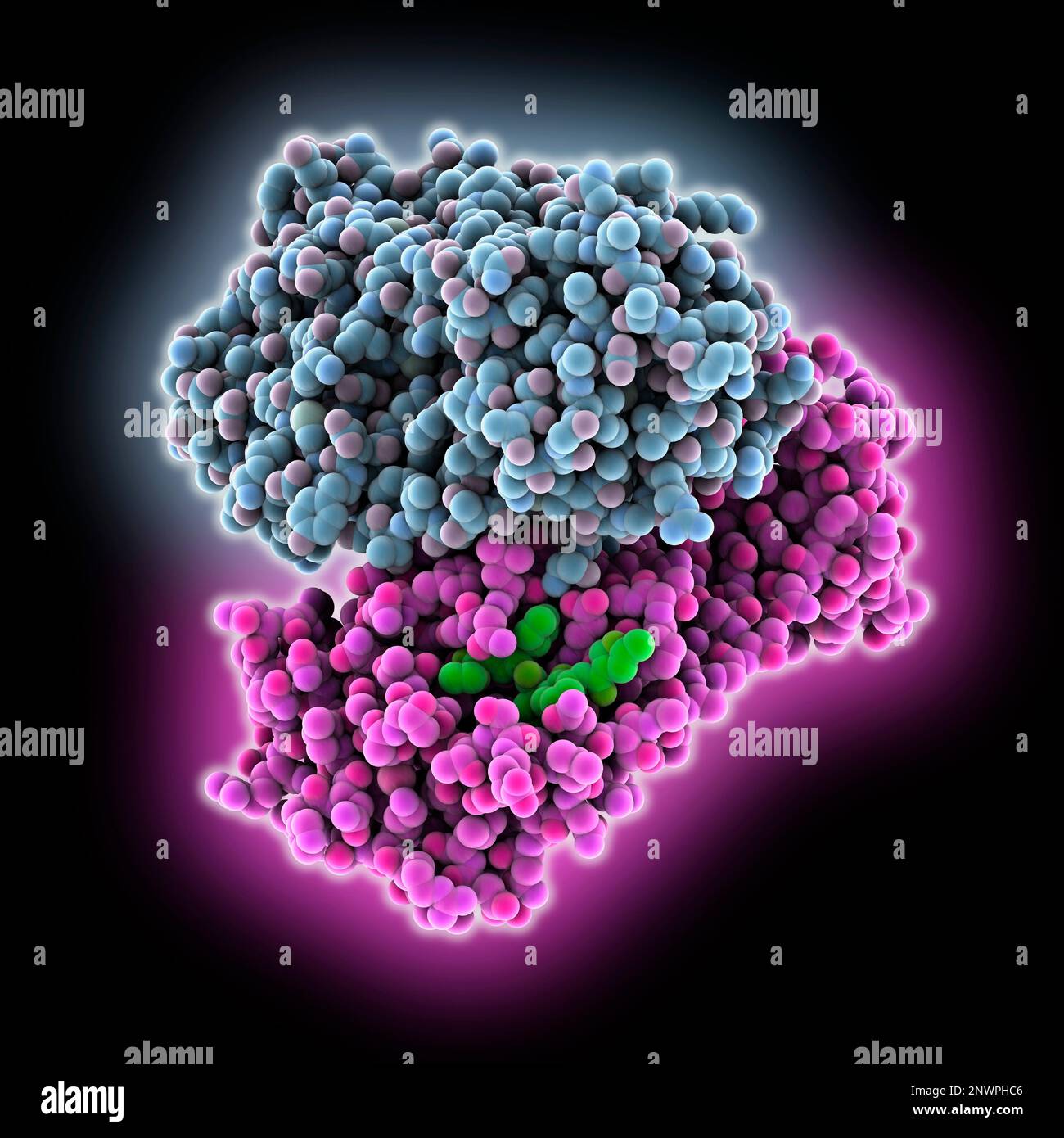 Sars Cov 2 Main Protease Complex Illustration Stock Photo Alamy
