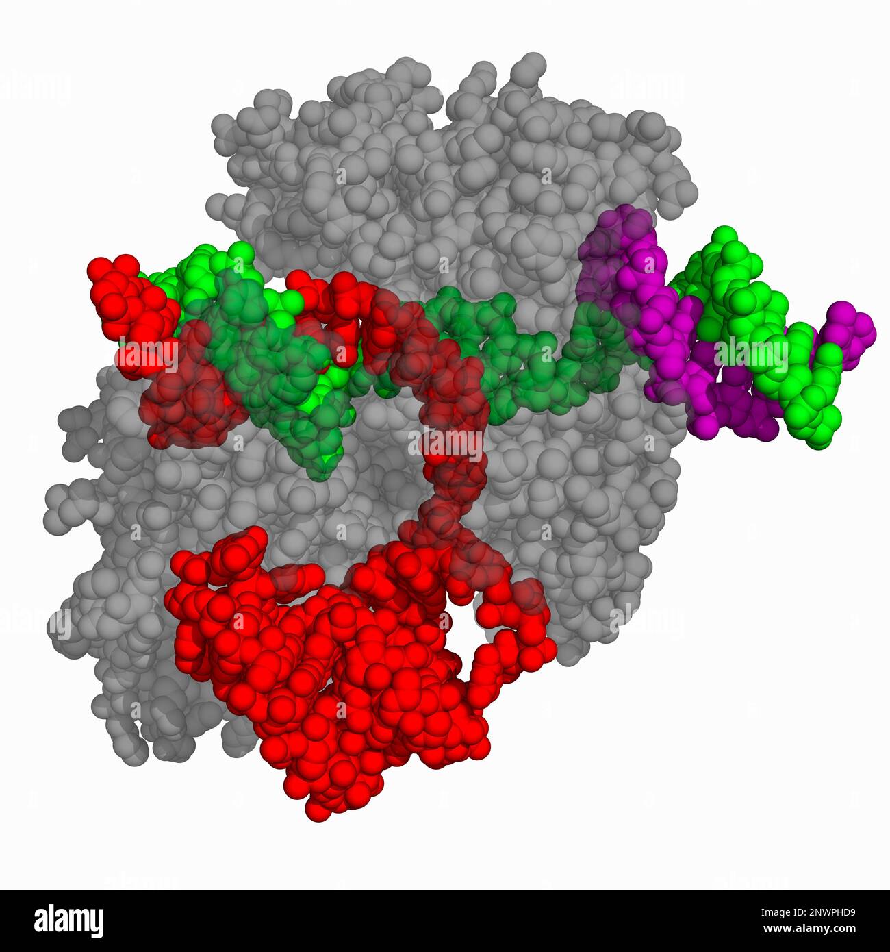 CasLambda complexed with crRNA and DNA, illustration Stock Photo - Alamy