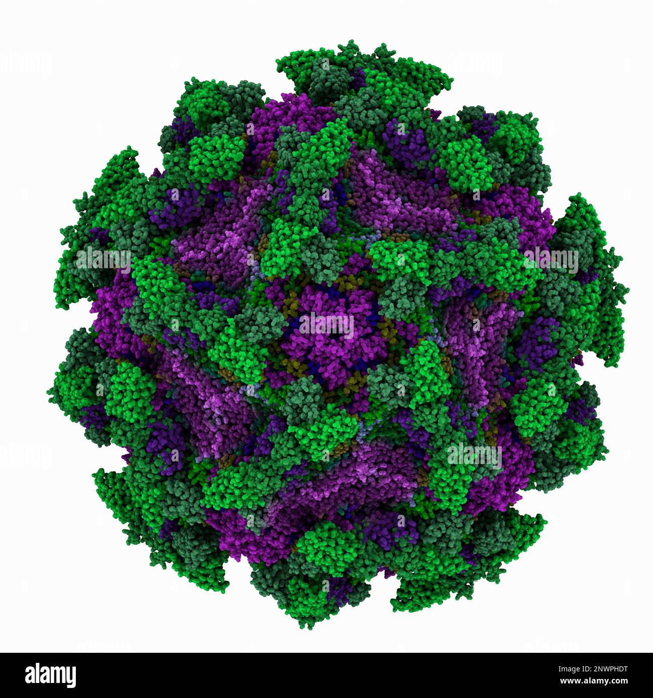 Echovirus3 capsid complexed with 6D10 Fab, illustration Stock Photo - Alamy